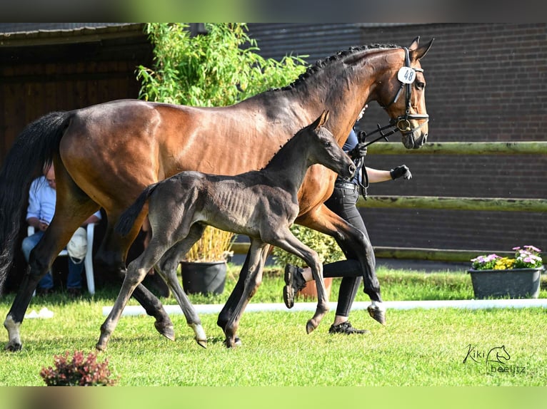 Hanoverian Stallion  Black in Weyhe
