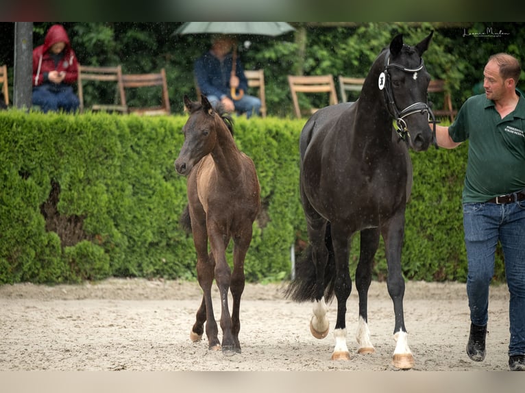 Hanoverian Stallion Foal (04/2024) Black in Willich