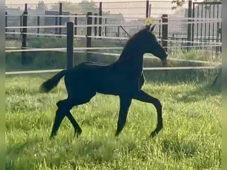Hanoverian Stallion Foal (04/2024) Black in Willich