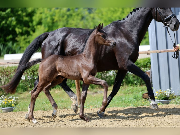 Hanoverian Stallion Foal (04/2026) Black in Wingst