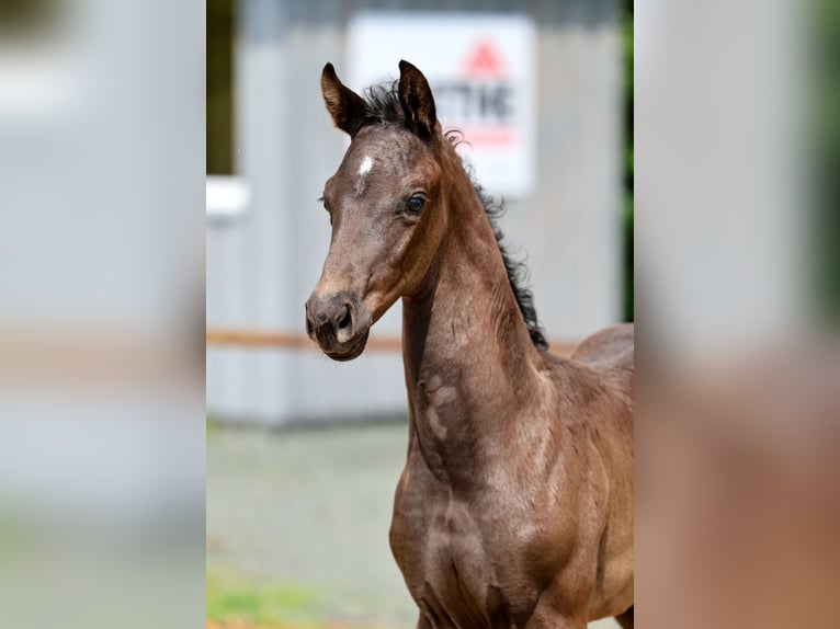 Hanoverian Stallion Foal (04/2026) Black in Wingst