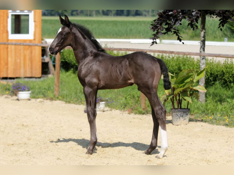 Hanoverian Stallion Foal (05/2025) Black in Wingst