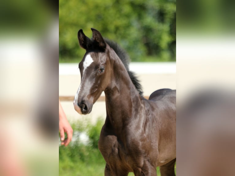 Hanoverian Stallion Foal (05/2025) Black in Wingst