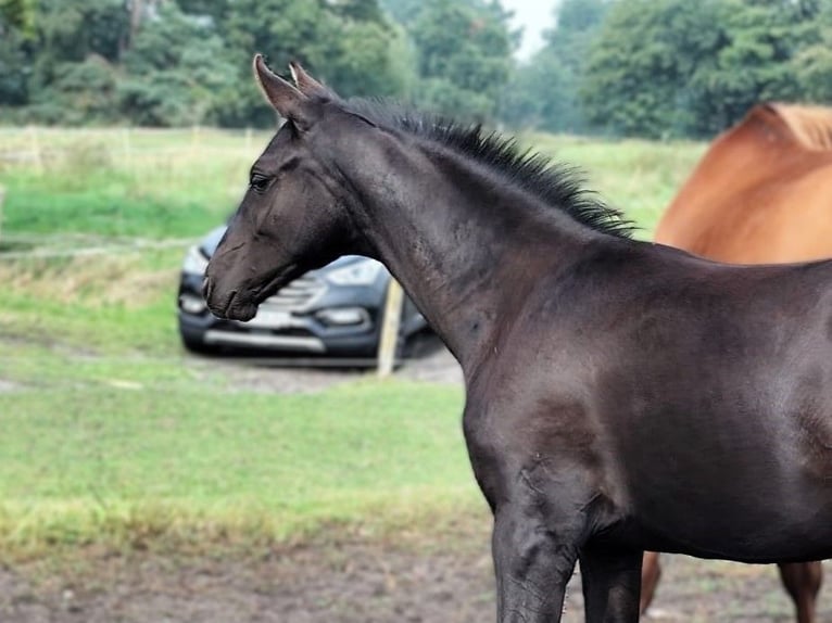 Hanoverian Stallion Foal (05/2025) Black in Nennhausen