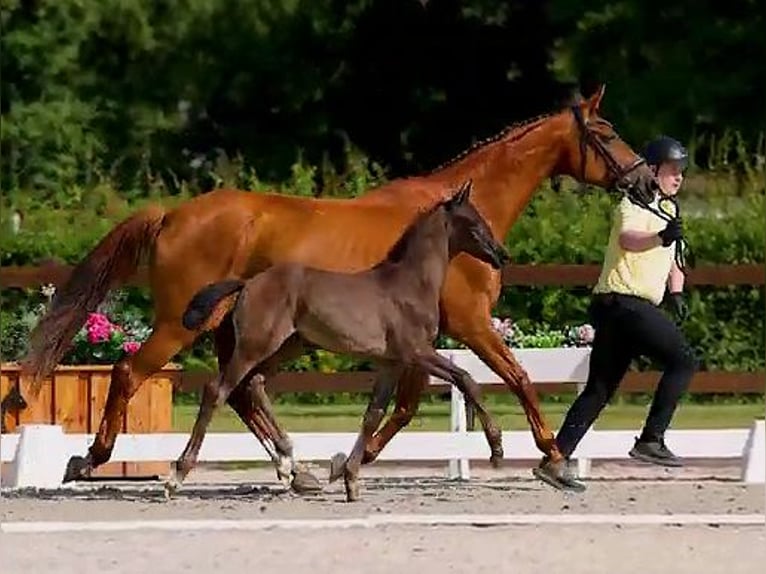 Hanoverian Stallion Foal (05/2025) Black in Nennhausen