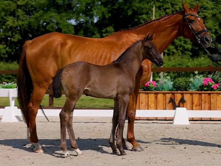 Hanoverian Stallion Foal (05/2025) Black in Nennhausen
