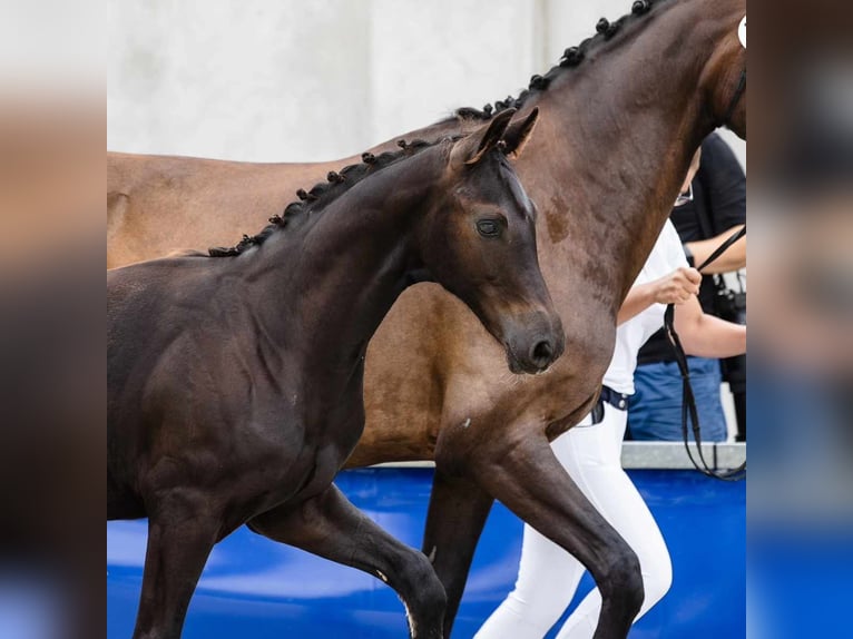 Hanoverian Stallion  Black in Zdzieszowice