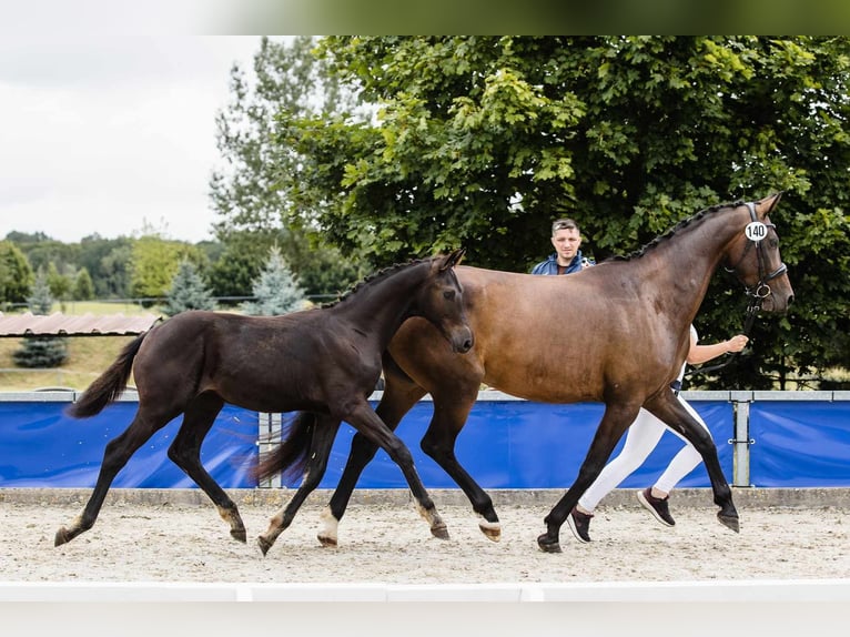 Hanoverian Stallion  Black in Zdzieszowice