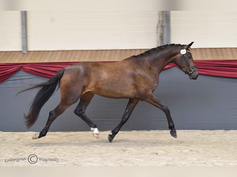 Hanoverian Stallion  Black in Zdzieszowice