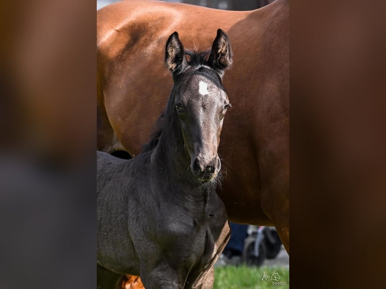Hanoverian Stallion Foal (05/2026) Black in Breddorf