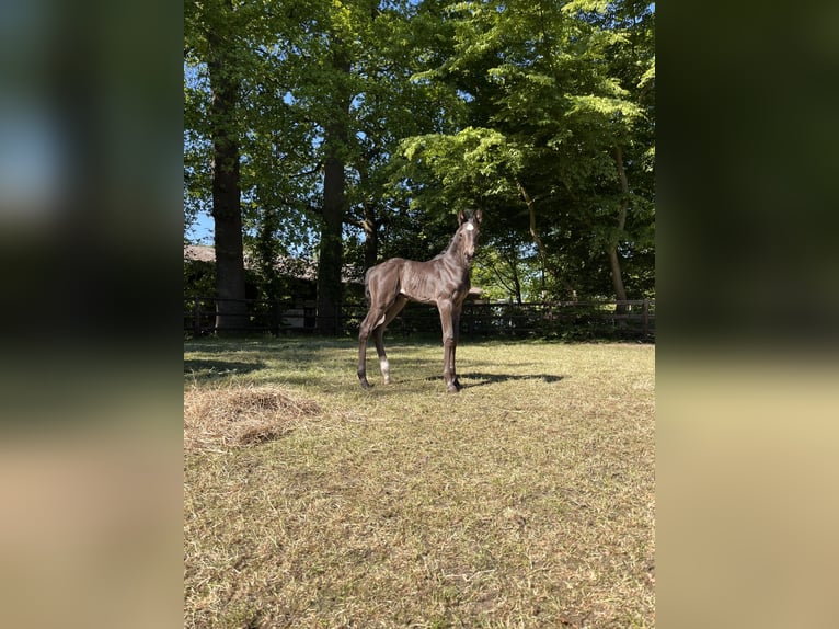 Hanoverian Stallion Foal (04/2025) Black in Tarmstedt