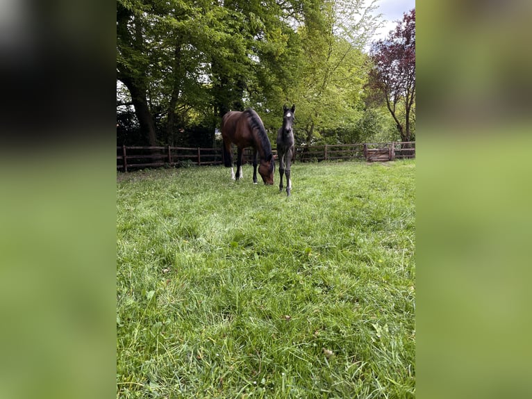 Hanoverian Stallion Foal (04/2025) Black in Tarmstedt