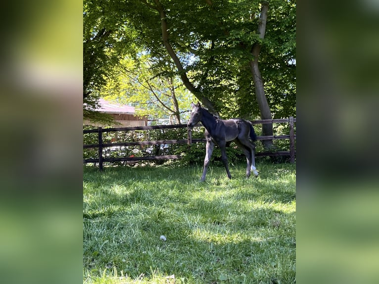 Hanoverian Stallion Foal (04/2025) Black in Tarmstedt