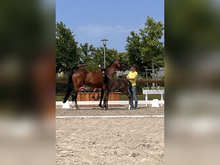 Hanoverian Stallion Foal (04/2025) Black in Tarmstedt