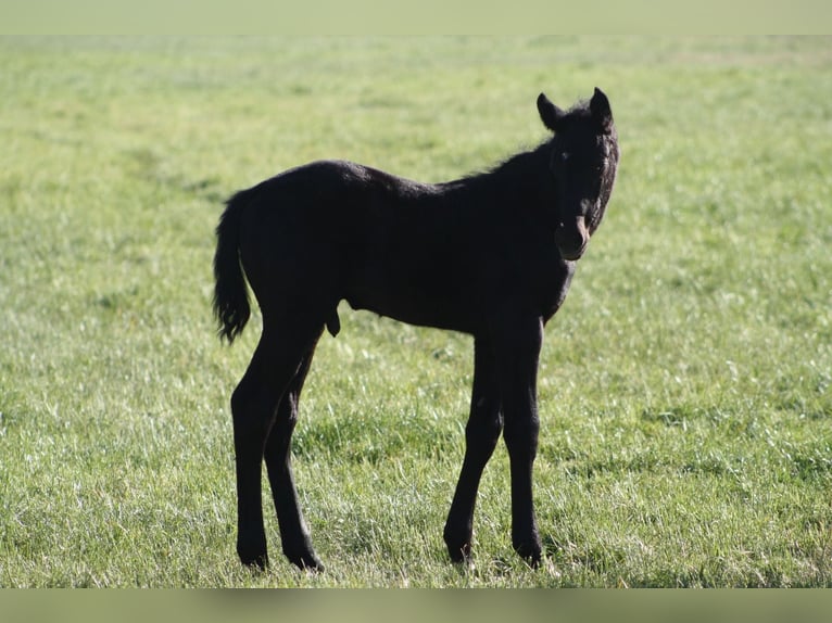 Hanoverian Stallion  Black in Hamburg