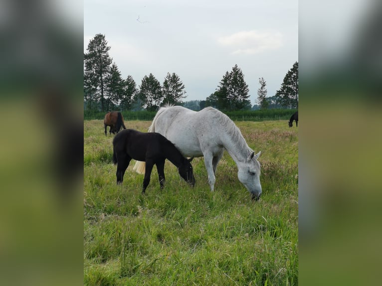 Hanoverian Stallion  Black in Hamburg