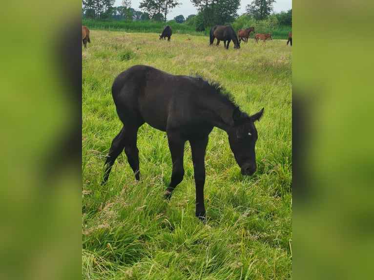 Hanoverian Stallion  Black in Hamburg
