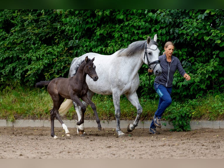 Hanoverian Stallion Foal (06/2025) Black in Osterr&#xF6;nfeld