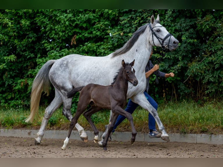 Hanoverian Stallion Foal (06/2025) Black in Osterr&#xF6;nfeld