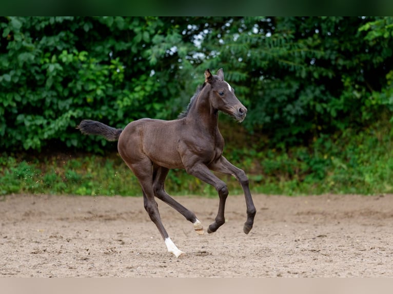Hanoverian Stallion Foal (06/2025) Black in Osterr&#xF6;nfeld