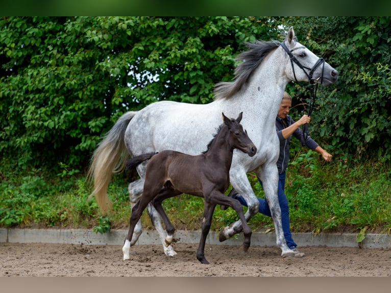 Hanoverian Stallion Foal (06/2025) Black in Osterr&#xF6;nfeld