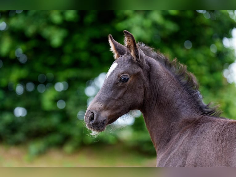 Hanoverian Stallion Foal (06/2025) Black in Osterr&#xF6;nfeld