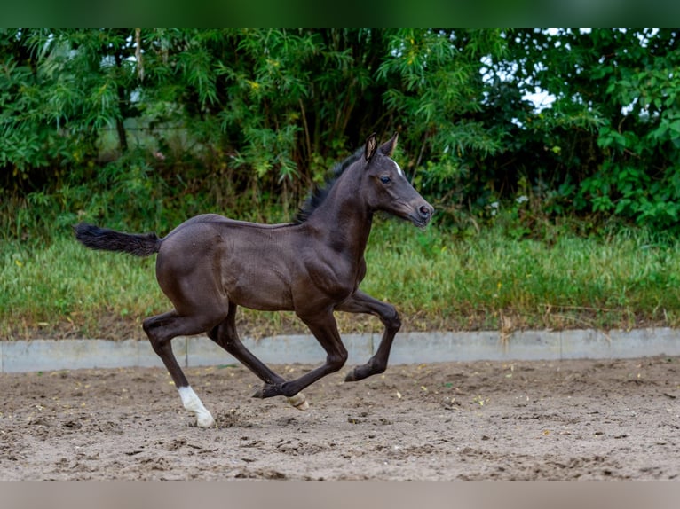 Hanoverian Stallion Foal (06/2025) Black in Osterr&#xF6;nfeld