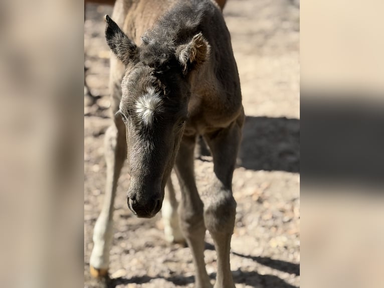 Hanoverian Stallion Foal (04/2026) Black in Apen