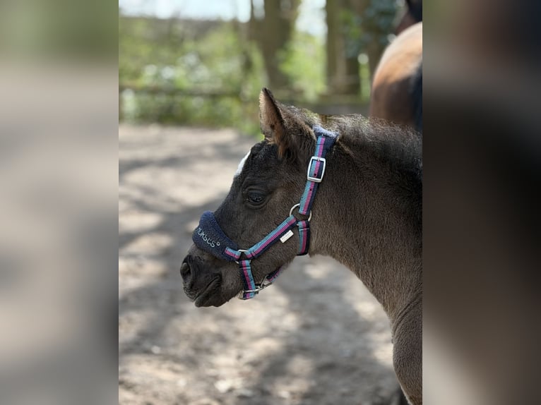 Hanoverian Stallion Foal (04/2026) Black in Apen