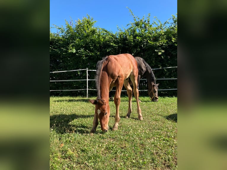 Hanoverian Stallion Foal (05/2025) Brown in Braunschweig
