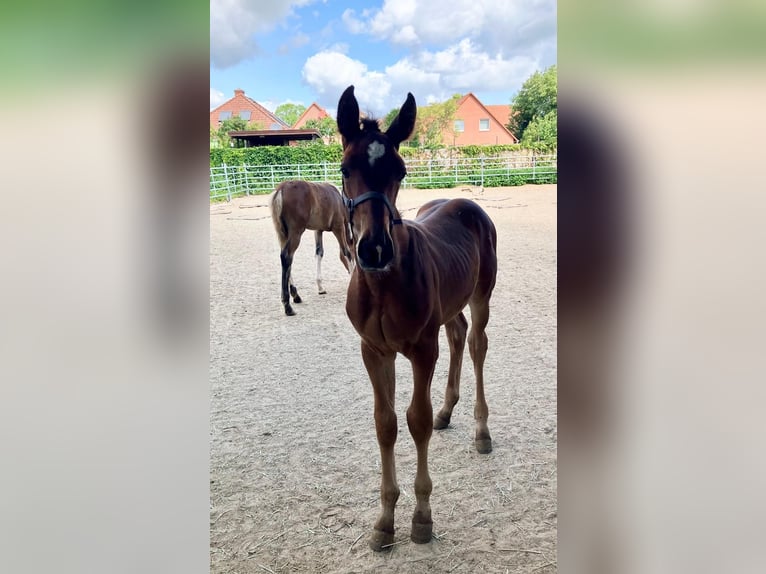 Hanoverian Stallion Foal (05/2025) Brown in Braunschweig