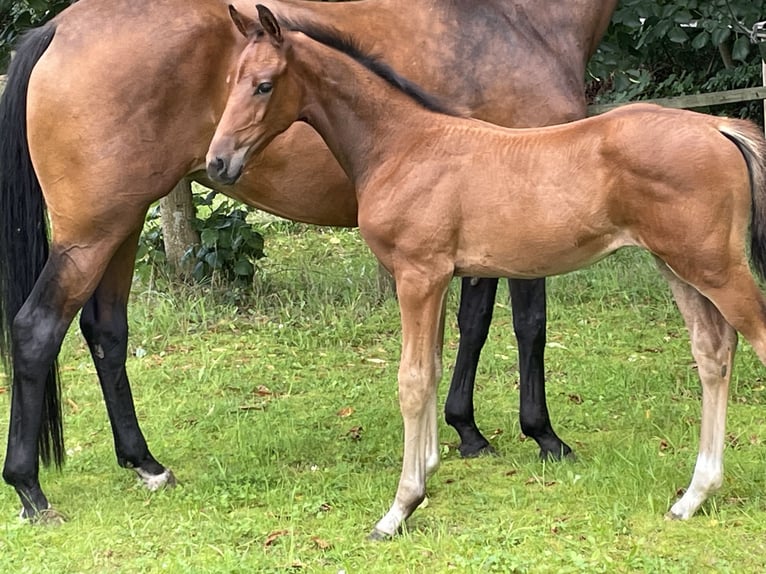 Hanoverian Stallion Foal (06/2025) Brown in Oldendorf