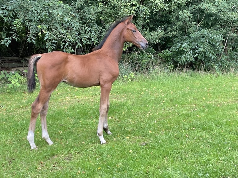 Hanoverian Stallion Foal (06/2025) Brown in Oldendorf