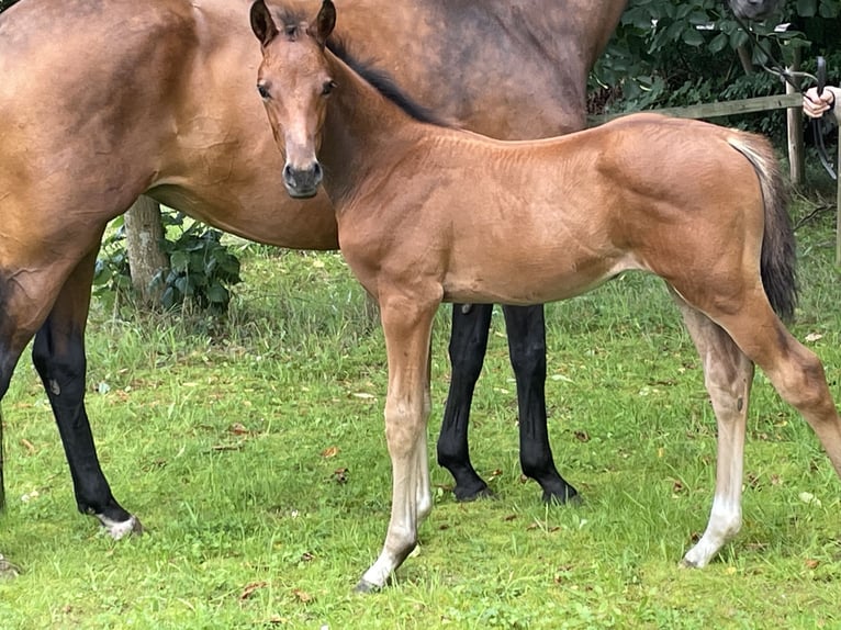 Hanoverian Stallion Foal (06/2025) Brown in Oldendorf