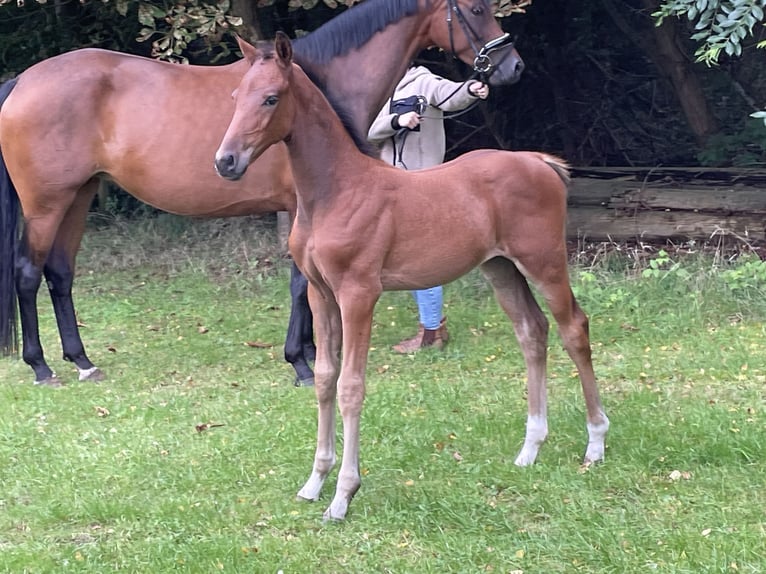 Hanoverian Stallion Foal (06/2025) Brown in Oldendorf