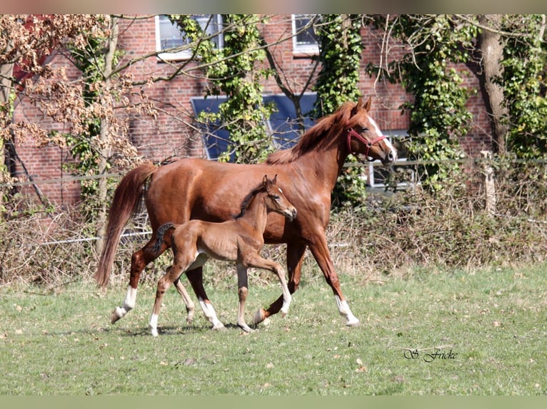 Hanoverian Stallion  Brown in Agathenburg