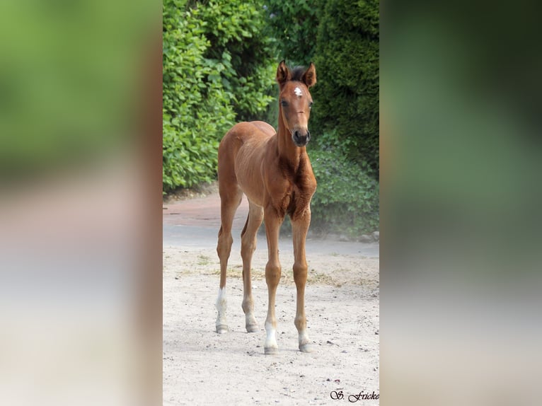 Hanoverian Stallion  Brown in Agathenburg