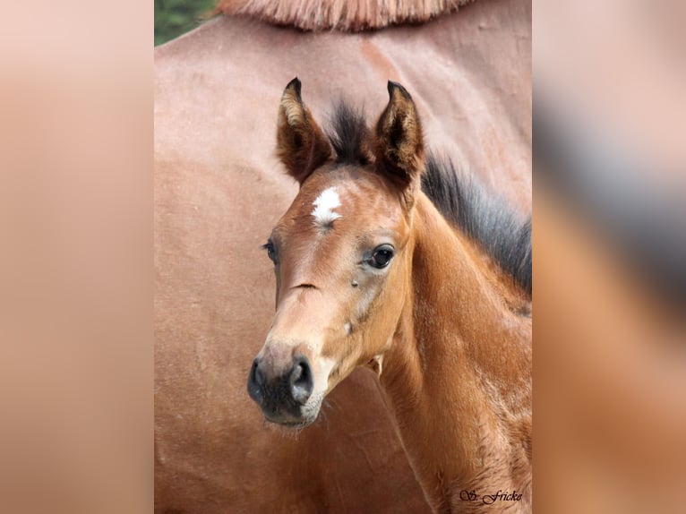 Hanoverian Stallion  Brown in Agathenburg