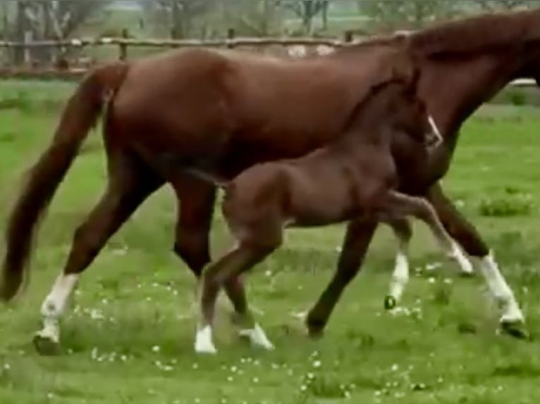 Hanoverian Stallion  Brown in Armstorf