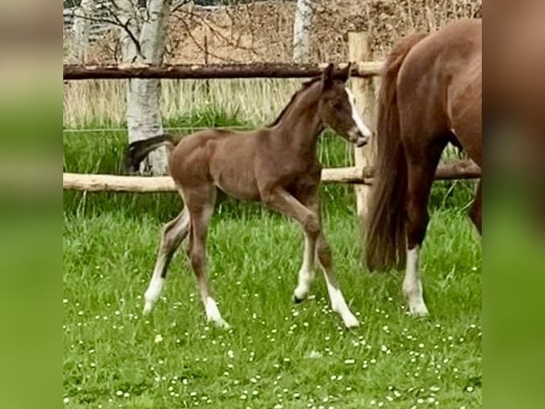 Hanoverian Stallion  Brown in Armstorf