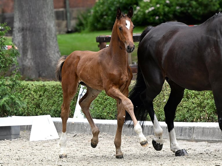 Hanoverian Stallion Foal (05/2025) Brown in Bad Bevensen