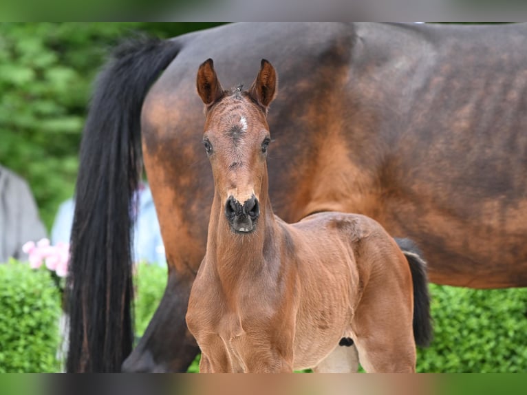 Hanoverian Stallion  Brown in Bad Bevensen