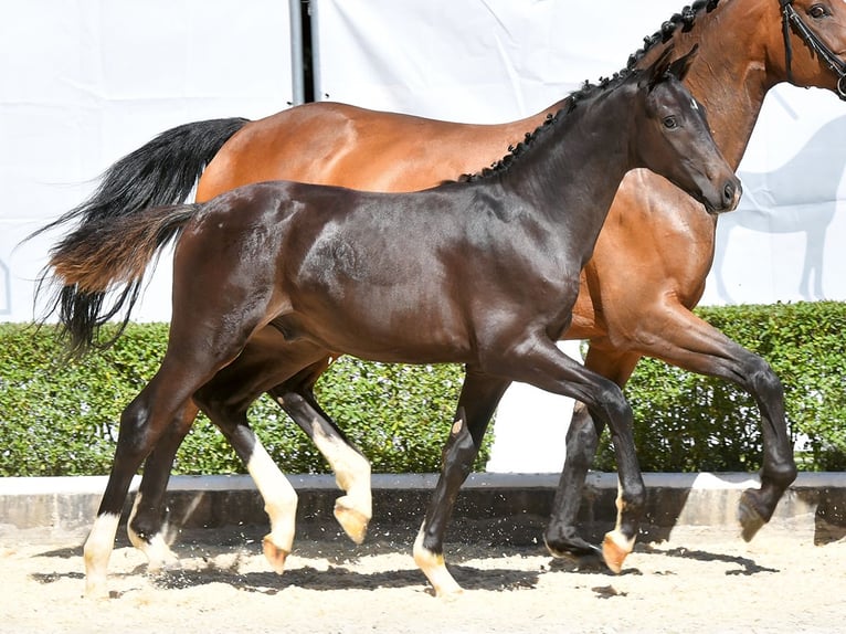 Hanoverian Stallion Foal (04/2024) Brown in Bad Bevensen