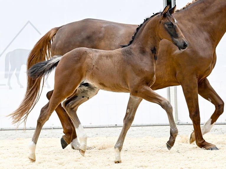 Hanoverian Stallion Foal (06/2025) Brown in Bad Bevensen