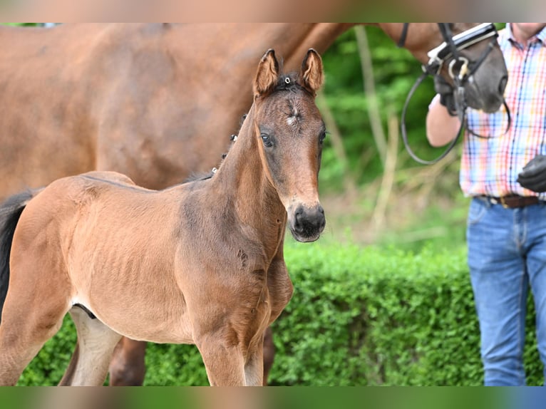 Hanoverian Stallion  Brown in Bad Bevensen