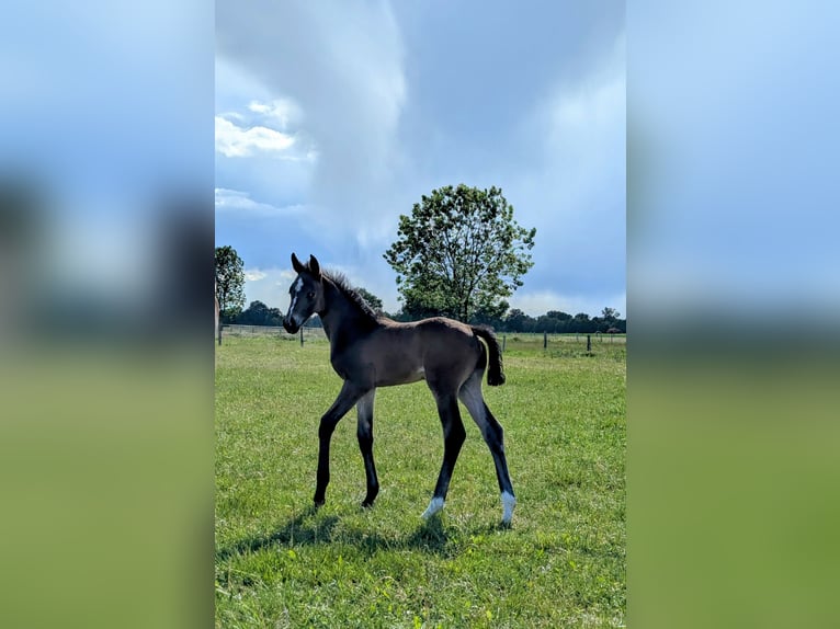 Hanoverian Stallion  Brown in Bleckede