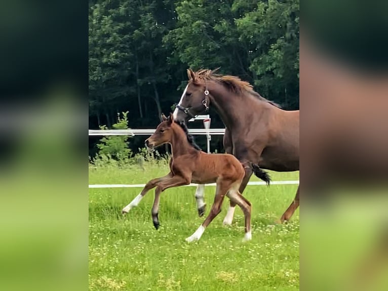 Hanoverian Stallion  Brown in Bramsche