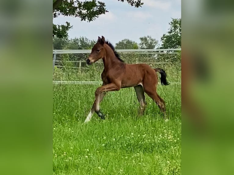 Hanoverian Stallion  Brown in Bramsche