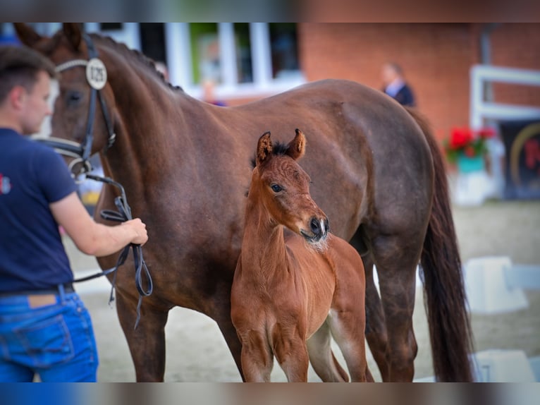 Hanoverian Stallion  Brown in Bramsche