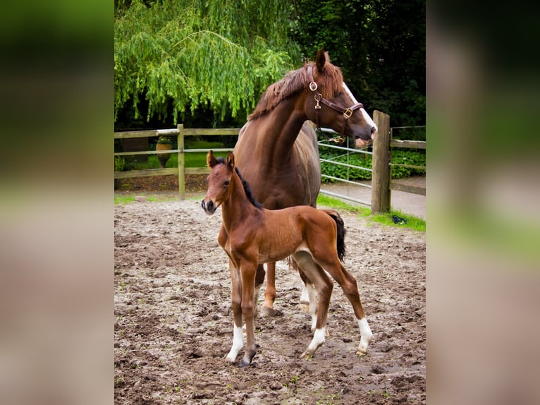 Hanoverian Stallion  Brown in Bramsche